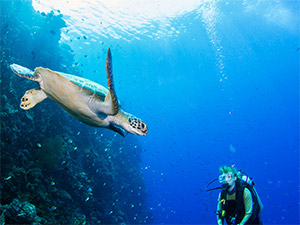 Turtle in Gold Coast Seaway