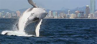 Whale Watching Gold Coast